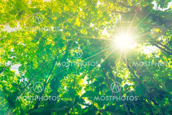 Green forest with sunlight .