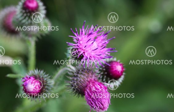 Carduus acanthoides, known as the spiny plumeless...