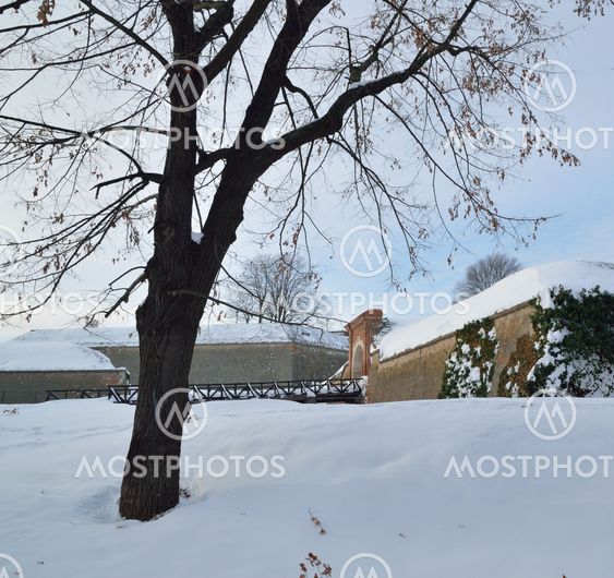Winter Landscape