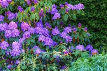 Flowers, trees and plants in garden, spring growth and...