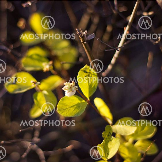 Branch with green leaves in autumn forest