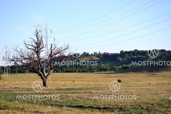 tree