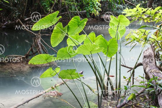 Caladium leave in rain forest