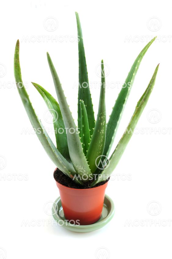 Aloe plante