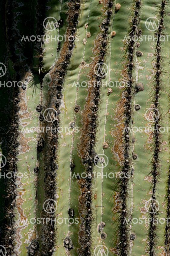 Cactus Needles