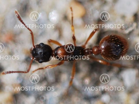 myra! ant!
