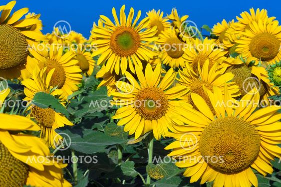 Sunflowers