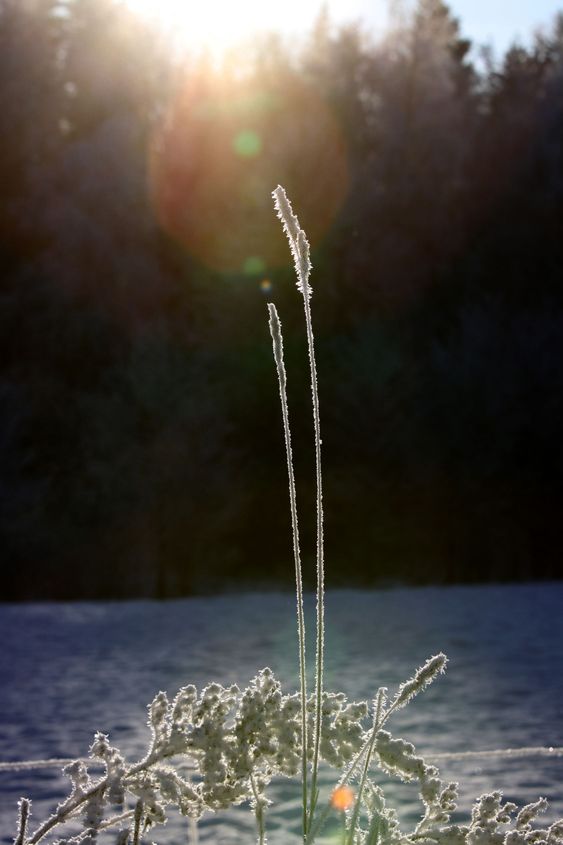 Blade of grass in frost