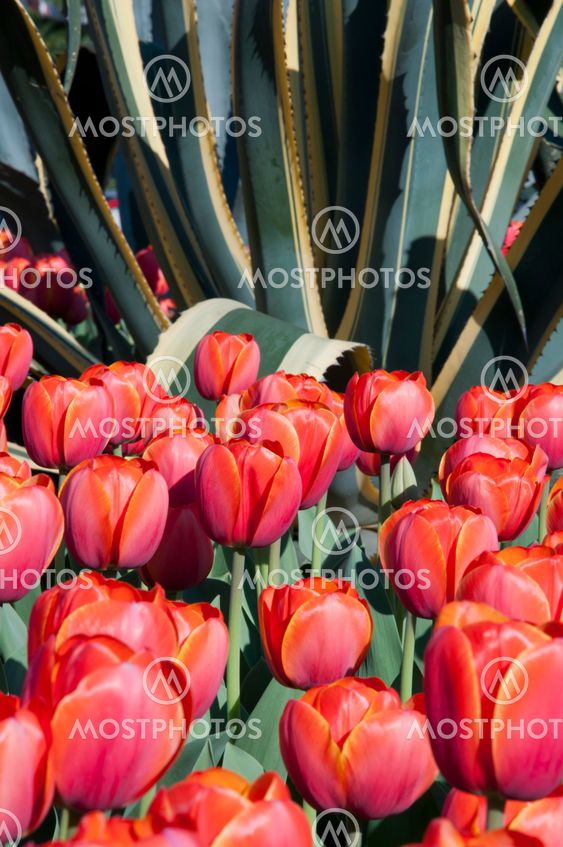 tulip in flower field
