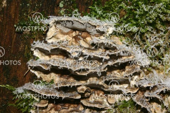 Freezing mushrooms