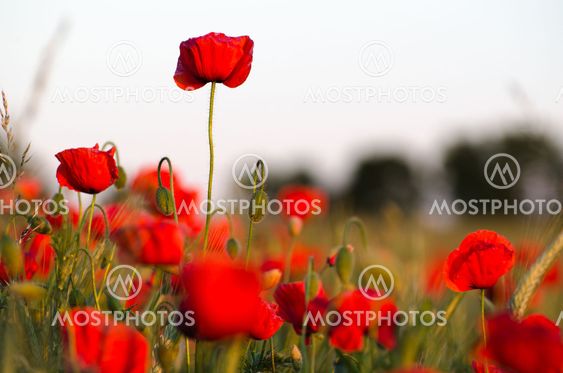 Poppy field closeup with focus on one flower