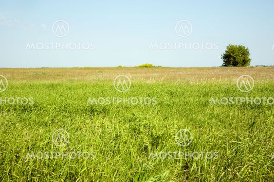 Summer landscape.