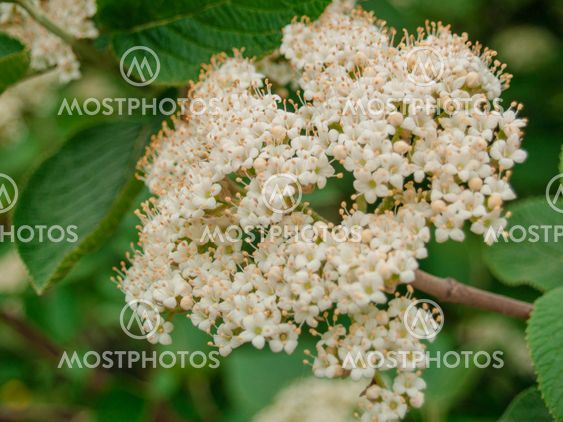 Beautiful flowers in the park