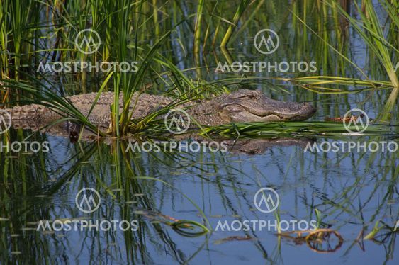 Big Gator