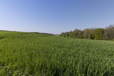 a green wheat field in the spring season