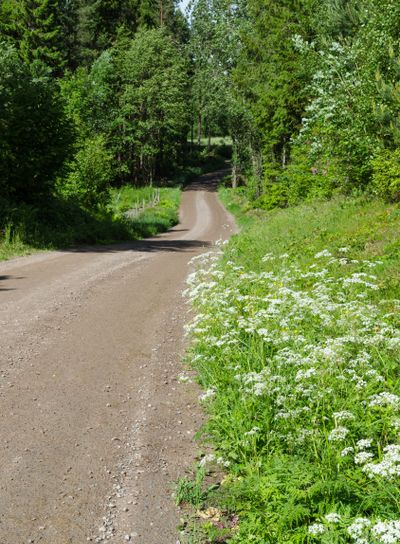 Beautiful country road at summer season