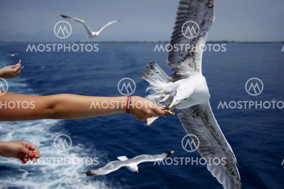feed a gull
