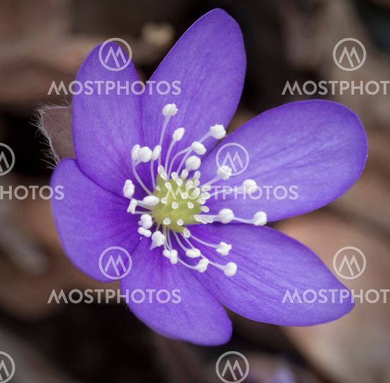 Blue spring flower.