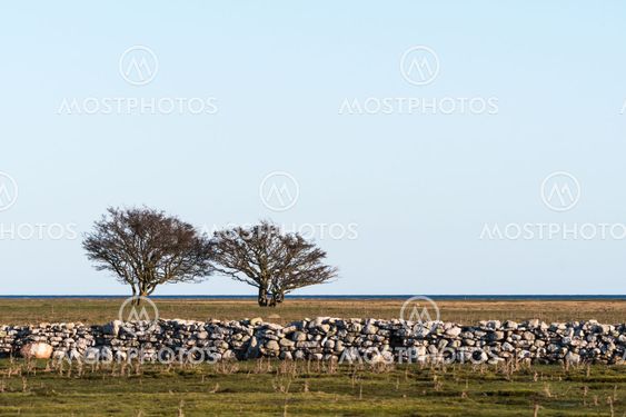 Vid Ottenby naturreservat på södra Öland
