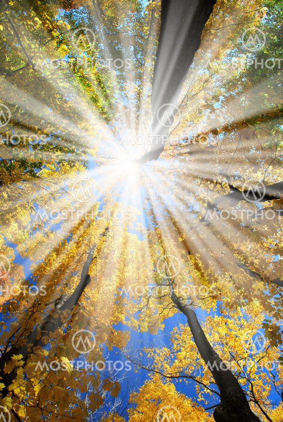 Sunrays in the forest