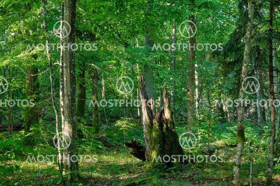 Summertime natural deciduous forest