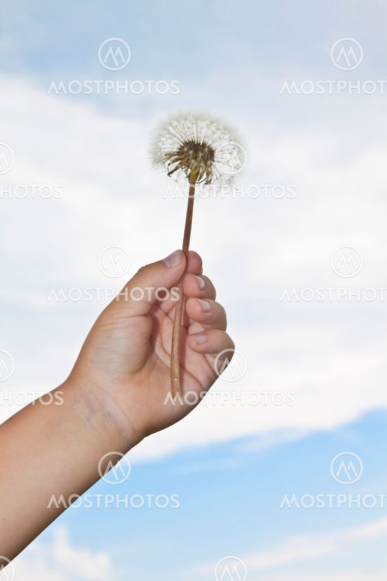 Grass And Flowers With A Blue Sky