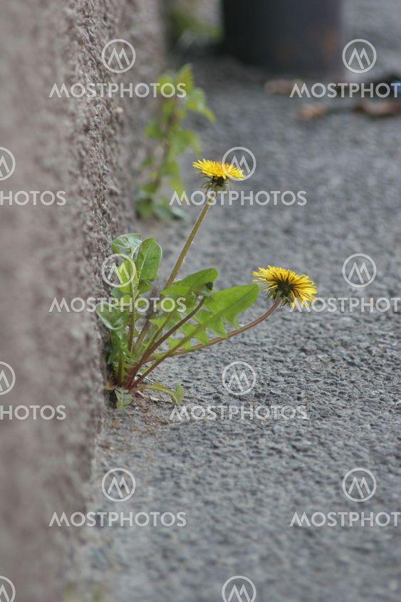 Dandelion