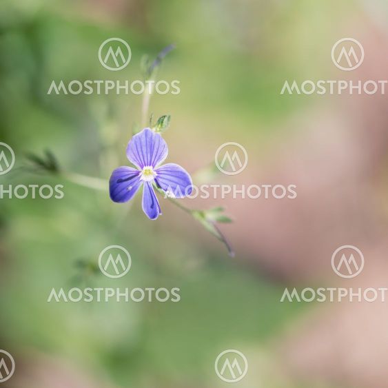 Violet with pink and green background.