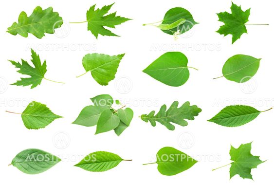 Green Leaves
