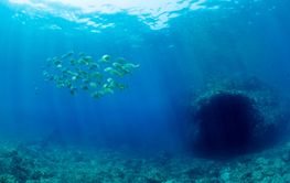 group of fish swimming in the ocean