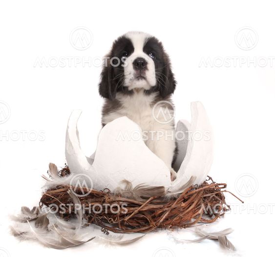 Young Saint Bernard Puppy on White Background
