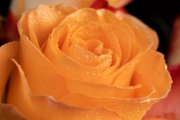 bouquet of roses of different colors close-up