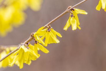 Forsythia. Blooming forsythia bush. Yellow flower on a...