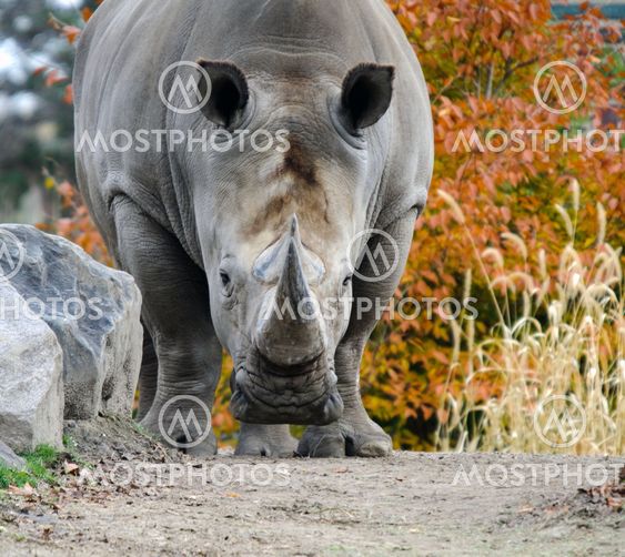 Rhino