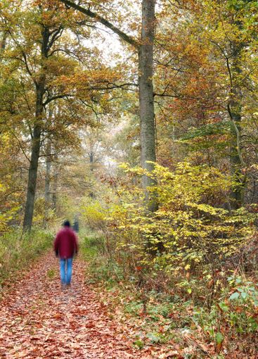 Autumn, hiking and journey with people in forest for...