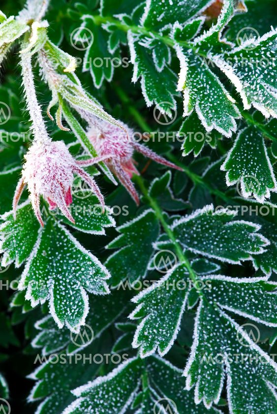 Frosty plants in late fall