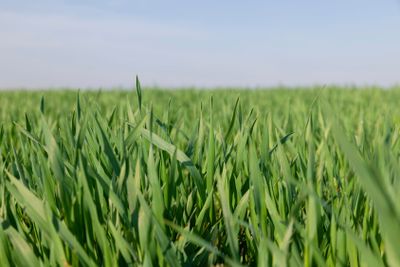 a new wheat crop in the spring season, new sprouts