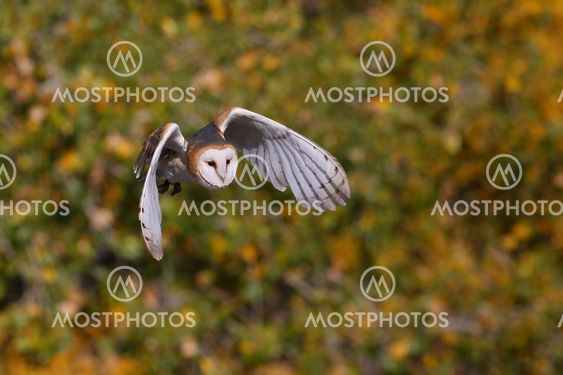 Barn owl in flight
