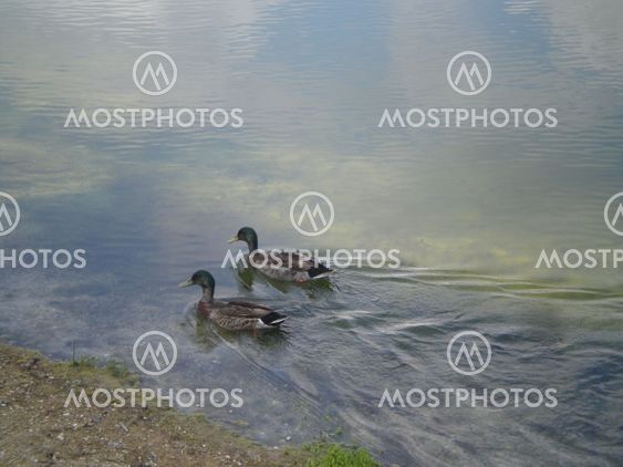 Ducks i a Pond