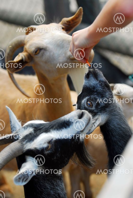 Petting zoo