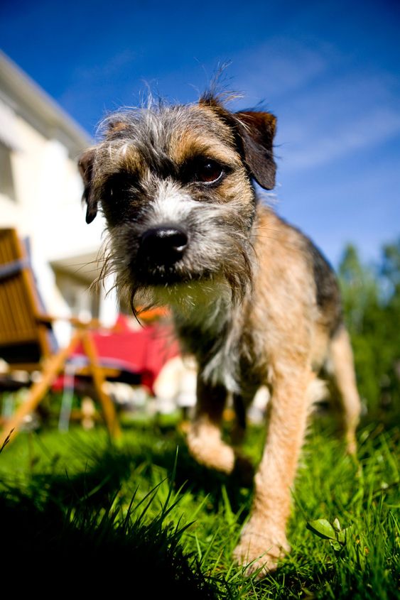 Small dog