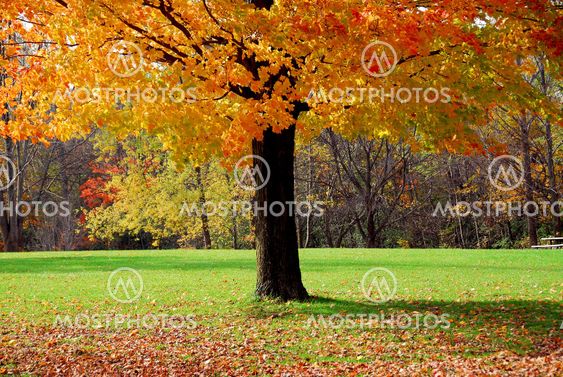 Maple tree