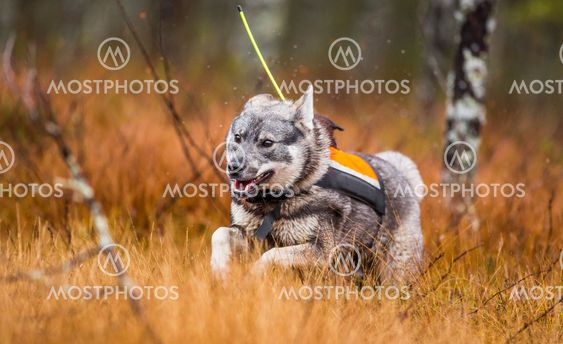 Hunting