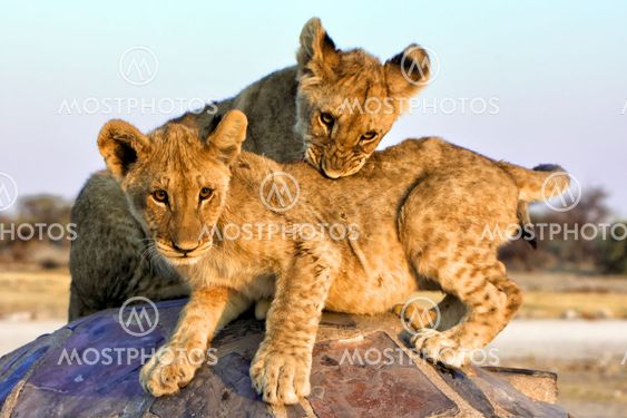two lion cubs at chudob waterhole at etosha namibia africa