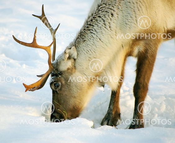reindeer