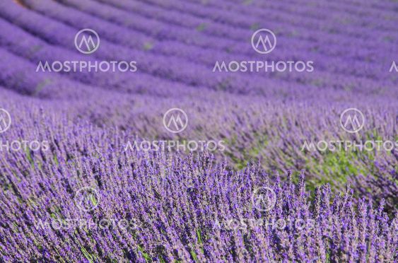 Lavendelfeld - lavender field 101