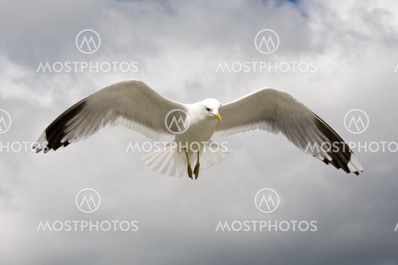 seagull