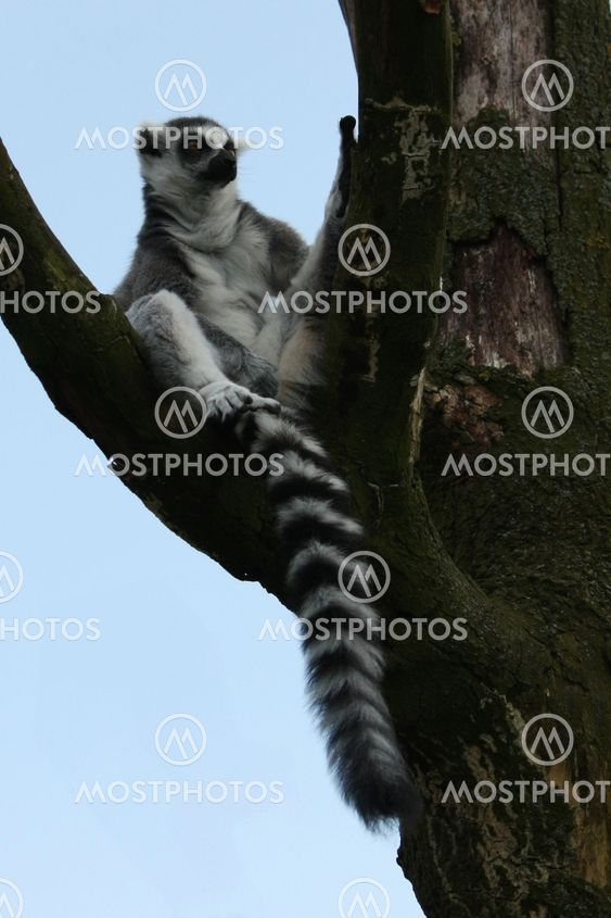 Ring-tailed Lemur