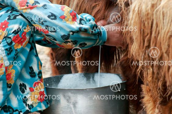 Milking Time