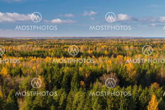 Colorful autumn forest against blue sky, overlook view